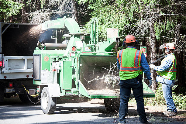 Trusted Valdosta, GA Tree Services Experts